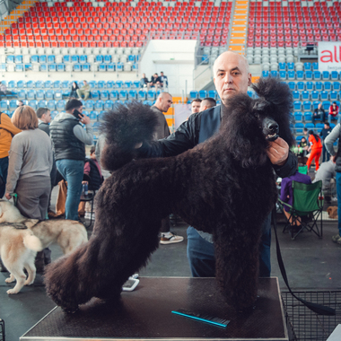 DogShow26_010.jpg