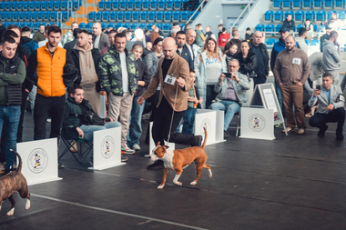 DogShow26_011.jpg